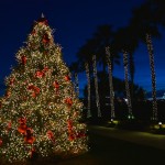 Savannah Christmas Tree